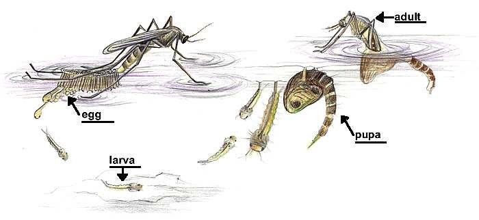 Mosquitos Life cycle