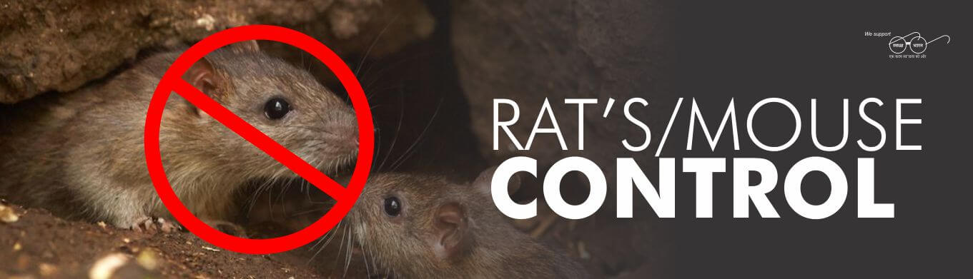 Rats Pest Control Services in Abu Dhabi