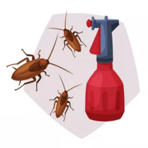 Cockroach Control Services in Abu Dhabi 