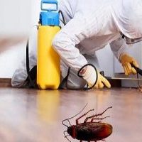 Cockroaches-pm8qq1o2goearxkf50dsdpx4og26rfqcyn4pgc4n9s
