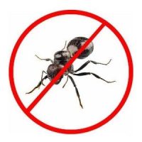 ant-pest-control-service-500x500-1-pm8r5va9ia2mo7xb2xa5vu0h1sitlwivqfys60kxs0