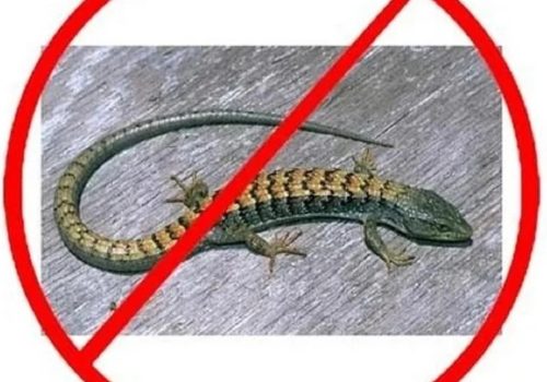 lizard-pest-control-qhf4n1xp5vikqqnvhrvrgarl2mw9gpzchez7l0m7cc