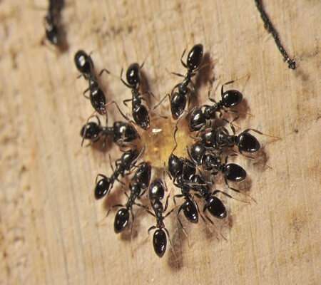 queensland-ants-pest-control-brisbane-12