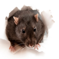 rat-pm8rfopkvzifxlnxr61vxctseo4u03hyf19cm20wsg