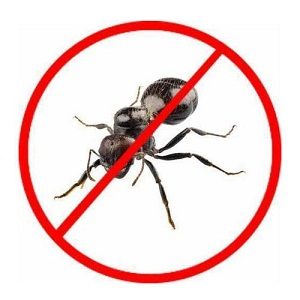 Ants Pest Control Service Abu Dhabi
